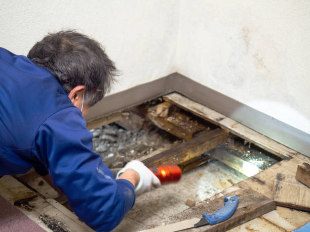 Best Mold Testing  in Marietta Alderwood, WA