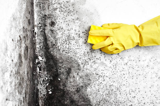 Best Mold Removal Near Me  in Marietta Alderwood, WA