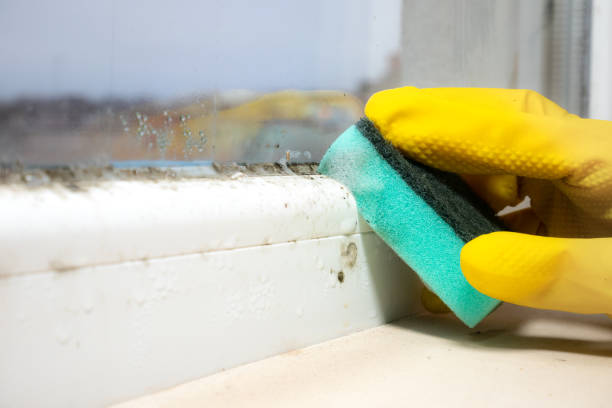 Best Crawl Space Mold Removal  in Marietta Alderwood, WA
