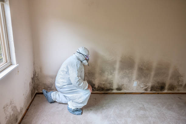 Best Commercial Mold Removal  in Marietta Alderwood, WA