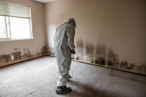 Best Black Mold Removal  in Marietta Alderwood, WA