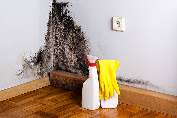 Best Local Mold Removal Service  in Marietta Alderwood, WA