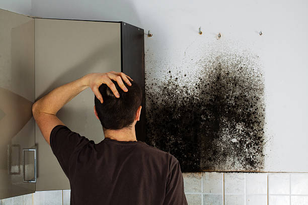 Best Mold Damage Repair  in Marietta Alderwood, WA
